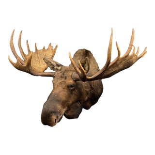 Yukon Moose Shoulder Mount With Large Palmate Antlers For Sale