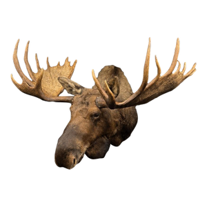 Yukon Moose Shoulder Mount With Large Palmate Antlers