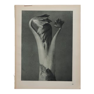 Original Karl Blossfeldt Photogravure Botanical Printy For Sale