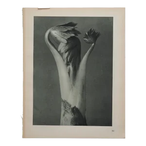 Original Karl Blossfeldt Photogravure Botanical Printy