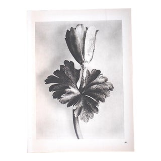 Vintage Modernist Botanical Photogravures By Karl Blossfeldt-Extreme Close-Ups Of Flora c.1942 For Sale