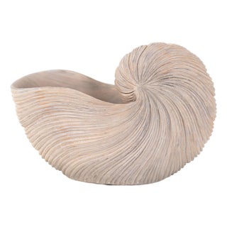 Nautilus Shell For Sale