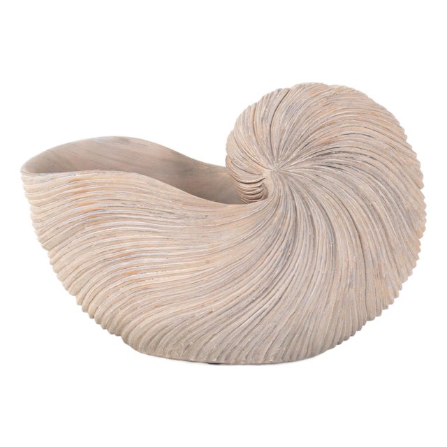 Nautilus Shell For Sale