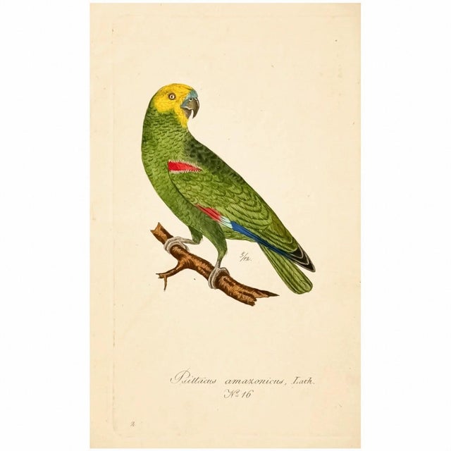 19th Century Military Macaw & Exotic Parakeet Gallery | Set of 5 Antique Hand-Colored Tropical Bird Prints For Sale In Columbus - Image 6 of 8