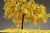 Not Yet Made - Made To Order Nayla Tabet, Yellow Tree, Metal & Paper Sculpture For Sale - Image 5 of 18