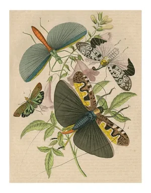 Vintage Flying Insects Archival Print