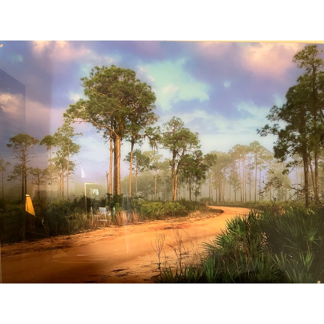 2020s Old Florida; Highlands Hammock Park, Sebring Florida Photo Print, Pines and Palmetto. Four by Three Feet in Plastic For Sale - Image 5 of 18