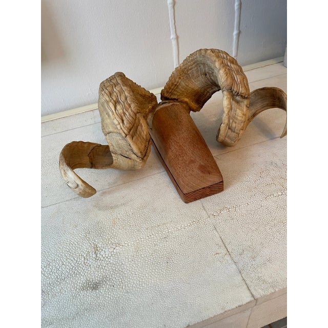 Mid 20th Century Folk Art Ram's Horn Wall Mount For Sale In Los Angeles - Image 6 of 13
