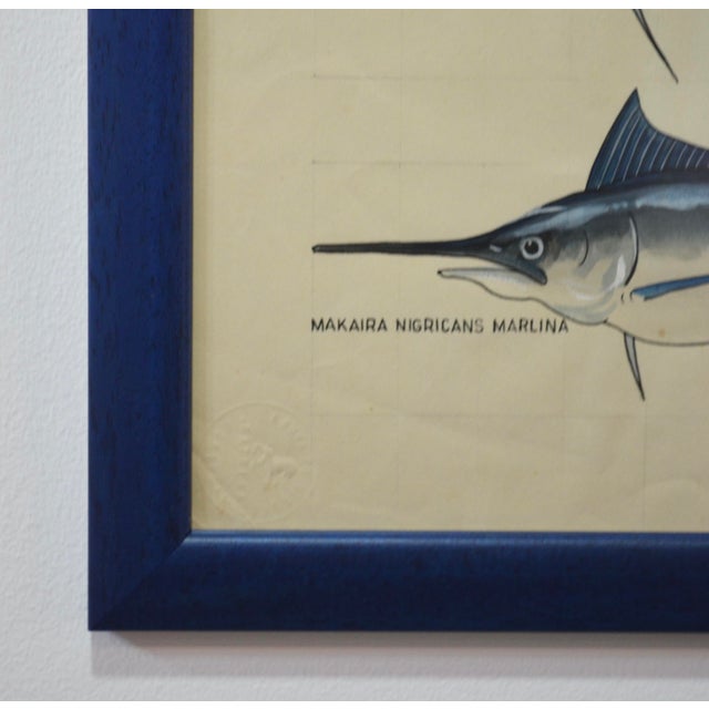 Hand-drawn illustration depicting three marlin species of the genus Makaira, executed mid-20th century. This finely...