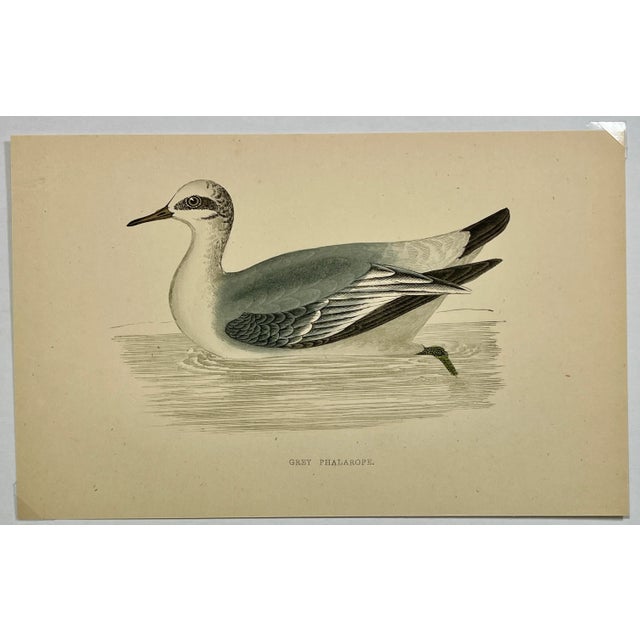 Antique Hand Colored Bird Print From England Showcasing a Grey Phalarope - Circa 1880. Print measures 7 1/4” W x 4 1/2” T...