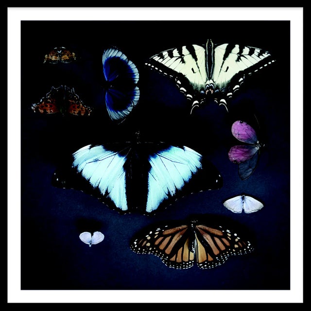 Contemporary Velvet Wings Art Print - Framed For Sale - Image 3 of 3