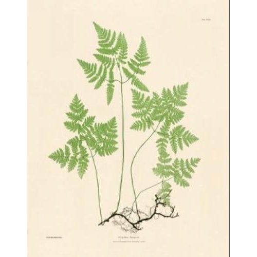 Botanical Ferns by Henry Bradbury- Plates 10-18 - Set of 9 For Sale - Image 10 of 10