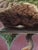 Version 3 by 3rd Version (Ben Patterson) | Oil on Cradled Wood Panel Surreal landscape with a creature and mushroom. For Sale - Image 9 of 10