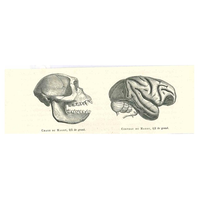 Paul Gervais, The Skull and Brain of an Ape, Original Lithograph, 1854 For Sale