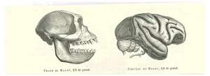 Paul Gervais, The Skull and Brain of an Ape, Original Lithograph, 1854