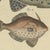 Bertuch, Triggerfish and Filefish from Tropical Reefs, 1815, Print For Sale - Image 9 of 12