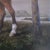 Realism Mid-20th Century Signed - Horse With Two Dogs in a Coastal Landscape, Oil on Canvas For Sale - Image 3 of 4