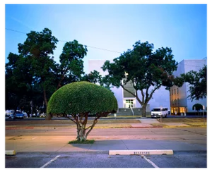 Samuel Hicks, Tree, 2000s, Chromogenic Print