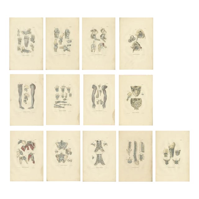 Anatomy Illustrations of Ligaments and Joints, 1839, Prints, Set of 13 For Sale