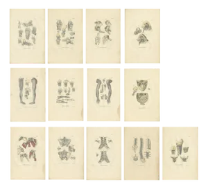 Anatomy Illustrations of Ligaments and Joints, 1839, Prints, Set of 13