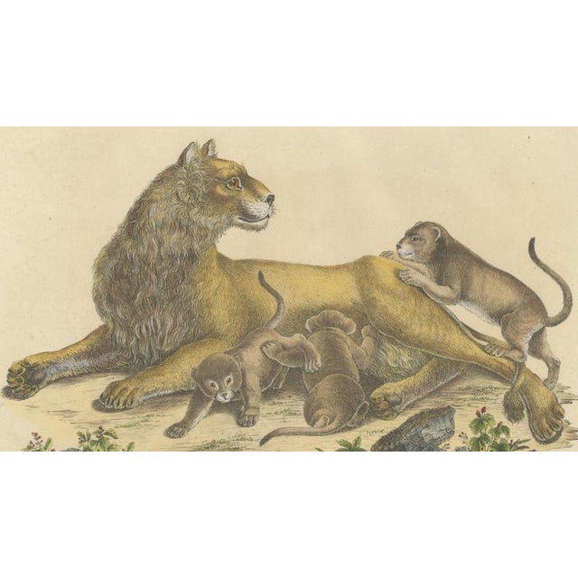 Karl Joseph Brodtmann, Lioness with Cubs, 1816, Lithograph For Sale - Image 4 of 10