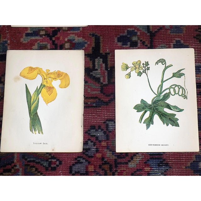Authentic Antique 19th Century Anne Pratt Botanical Chromolithographs - Set of 12 For Sale - Image 4 of 10