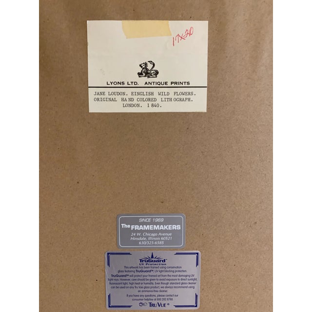 Paper Mid 19th Century Lady Jane Loudon Hand Colored Botanical Print, Framed For Sale - Image 7 of 9