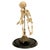 Wood Antique 19thC Anatomical Conjoined Syncephalus Twins Skeleton Medical Model 1860 For Sale - Image 7 of 17