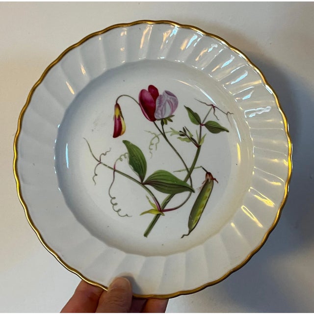 Neoclassical Antique 18th Century Derby Porcelain Botanical Plate Decorated With Hand Painted Specimen - Sweet Pea For Sale - Image 3 of 12