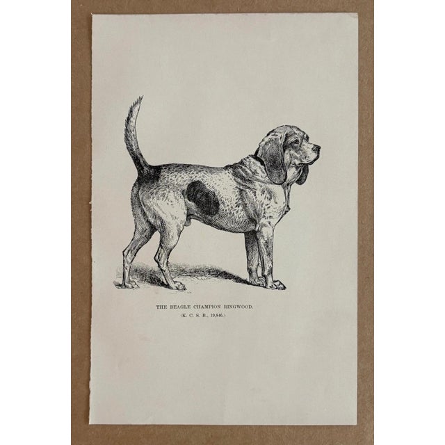 Up for sale is this charming antique dog print from a veterinary guide published in the 1890s and illustrating breed...
