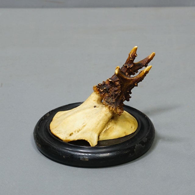 Brown Antique Collection of Six Roe Deer Trophies on Turned Plaques, Germany Ca. 1900s For Sale - Image 8 of 9