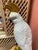 Vintage Majolica Cockatoo in the Style of Minton For Sale In Orlando - Image 6 of 9