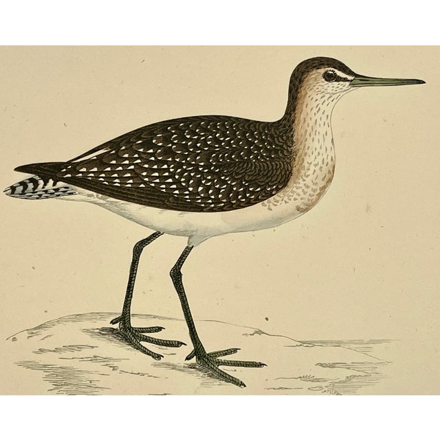 Antique Hand Colored Bird Print From England Showcasing a Wood Sandpiper - Circa 1880 For Sale - Image 9 of 11