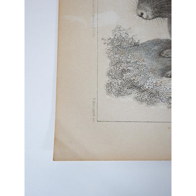 Antique mid 19th century lithograph on paper of bunny rabbit book plate. Published by the US Pacific Railroad Exploration...