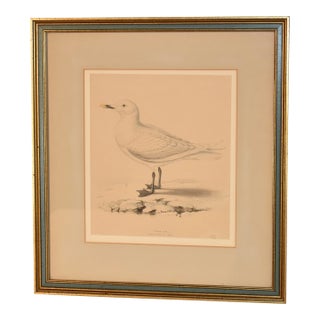 19th Century Framed Engraving of an Ivory Gull For Sale