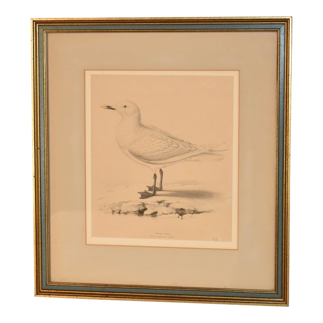 19th Century Framed Engraving of an Ivory Gull For Sale