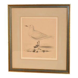 19th Century Framed Engraving of an Ivory Gull
