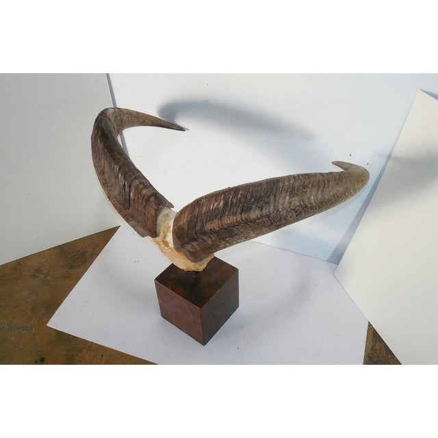 Aoudad Horn Table Mount Chairish