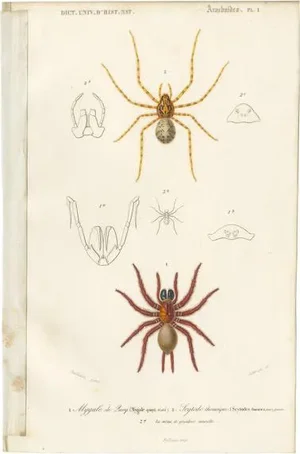 D'Orbigny, Black Tunnelweb Spider and Spitting Spider, 1861, Print