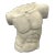 Plaster Torso of a Man For Sale