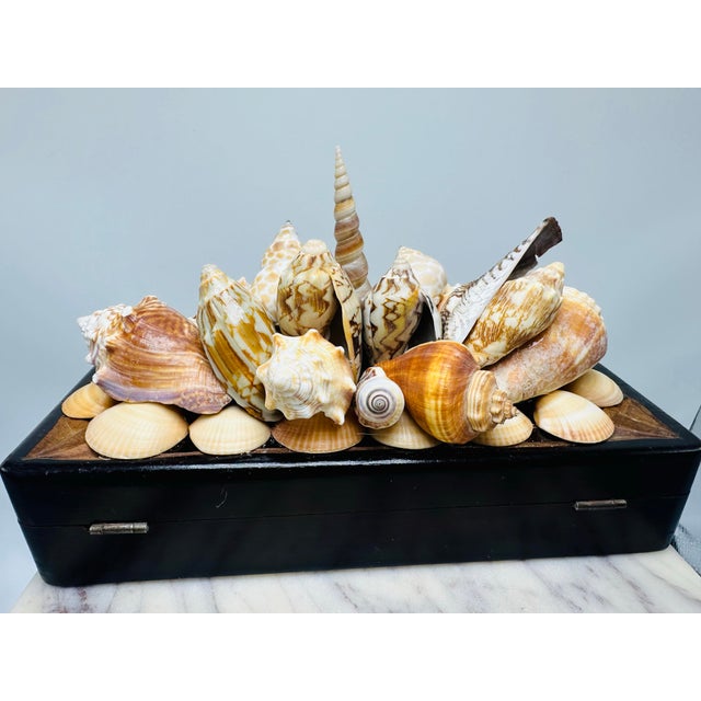 Vintage Carved Wooden Box With Shells For Sale - Image 10 of 11