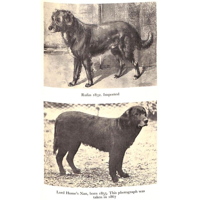 1960s "The Popular Retriever" 1961 Lorna, Countess Howe For Sale - Image 5 of 12