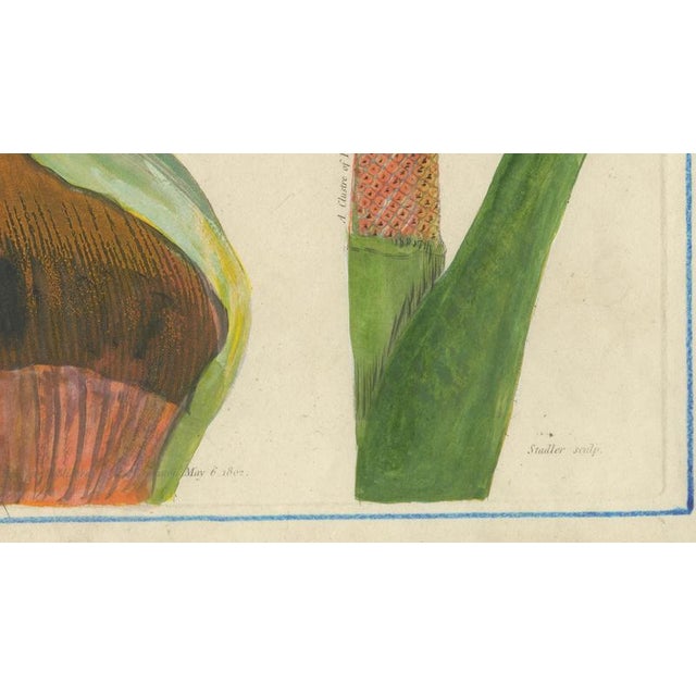 Early 19th Century After Peter Henderson, Dragon Arum, Poisonous Plant, 1802, Engraving For Sale - Image 5 of 10