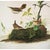 John James Audubon 1966 Vintage Cottage Print "Winter & Rock Wrens" After John James Audubon For Sale - Image 4 of 7