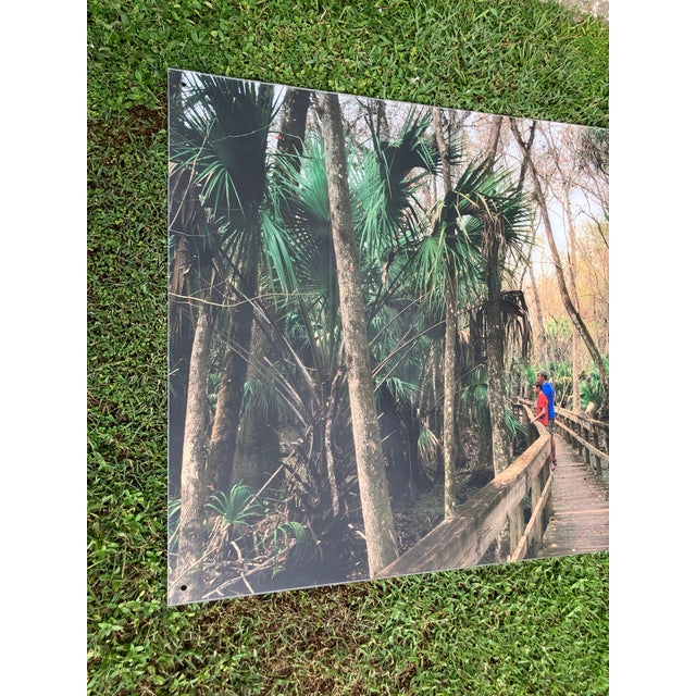 Old Florida; Highlands Hammock State Park, Sebring Florida Photo Print. Cypress Swamp Boardwalk, Four by Three Feet in Plastic For Sale - Image 9 of 12