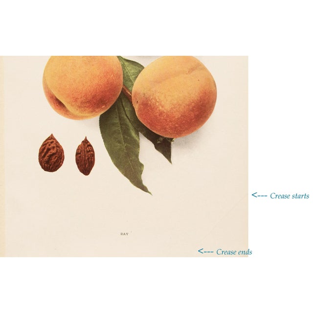 Paper 1900s U. P. Hedrick, Original Antique Photogravure of Ray Peaches For Sale - Image 7 of 8