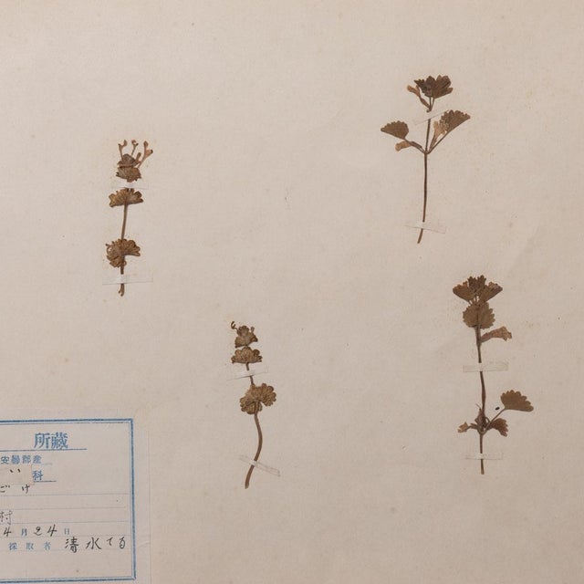 Japanese Japanese Pressed Wildflower Art, 1931 For Sale - Image 3 of 8
