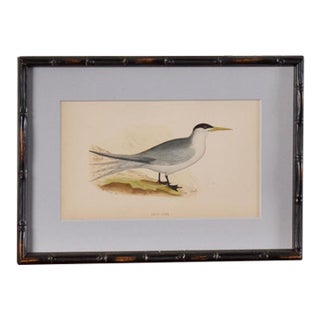 Antique Hand Colored Bird Engraving (C. 1865) | in Contemporary Black Bamboo Frame (Swift Tern) For Sale
