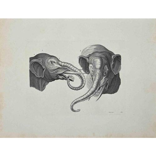 Elephants is an etching realized by Thomas Holloway, from J.C. Lavater's "Essays on Physiognomy, Designed to promote the...