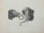Elephants is an etching realized by Thomas Holloway, from J.C. Lavater's "Essays on Physiognomy, Designed to promote the...